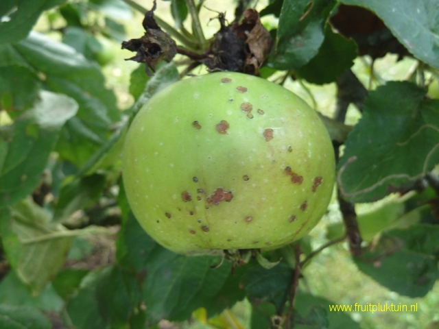 Schurft op appel; Bramleys Seedling 8/09/2013